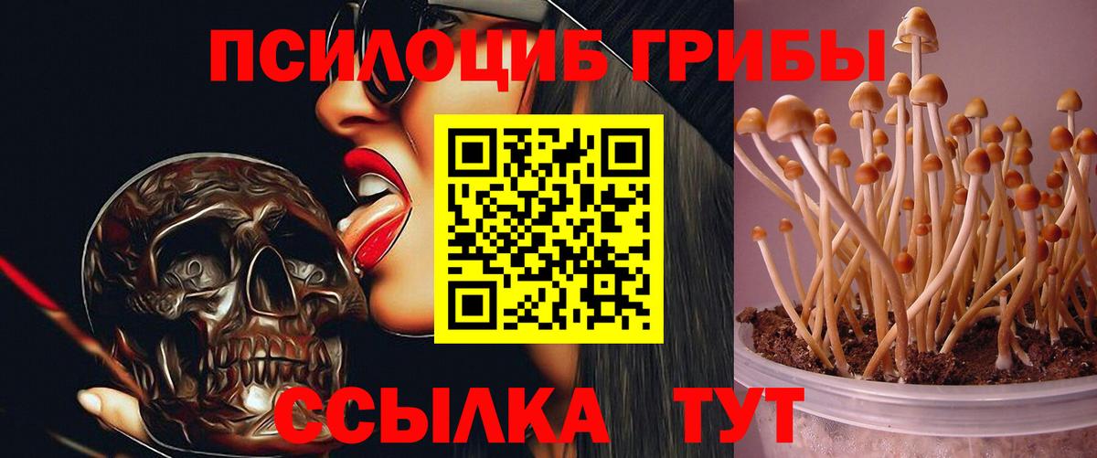 Галлюциногенные грибы Psilocybe  Галлюциногенные грибы Psilocybe  Калуга  цена наркотик  Вход с VPN 